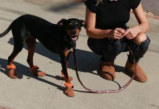 PSA: You can get Ugg boots for your dog now