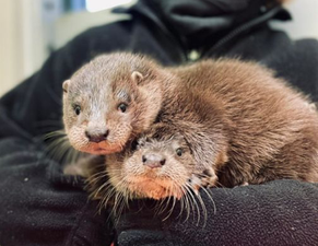 Otter cubs wandering the streets looking for their mother have been rescued