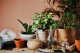 6 low-maintenance house plants that are impossible to kill