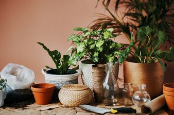 6 low-maintenance house plants that are impossible to kill