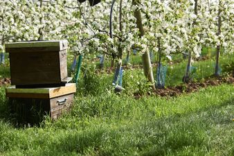 Sponsor a beehive today by playing this simple game with Pink Lady®