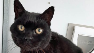 Missing cat returns home after 14 years away