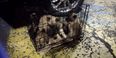 PICS: 13 puppies rescued from cramped cage at Dublin Port