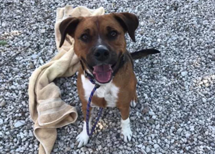 Dog finally adopted after 419 days in shelter sent back after one day