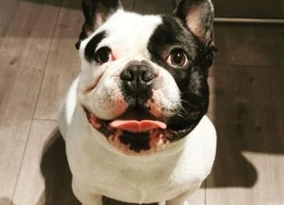 French bulldog reunited with owner following hammer attack in Cork