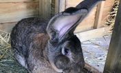 World’s biggest rabbit ‘Darius’ stolen from home