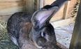 World’s biggest rabbit ‘Darius’ stolen from home