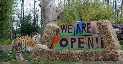 Tayto Park Zoo confirm reopening date this month