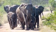 Suspected poacher trampled to death by elephants in South Africa