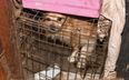DSPCA seize over 140 animals kept in cages from Dublin petting farm