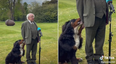 Michael D. Higgins’ dog goes viral after trying to get some attention during TV interview