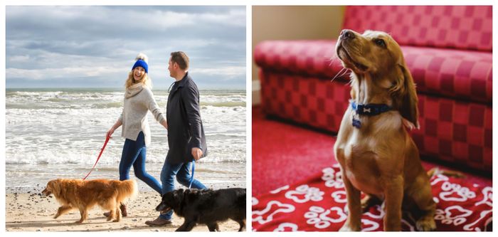 dog-friendly hotels