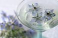 M&S is selling edible flowers now, ideal for your summer cocktails