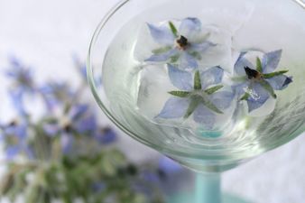 M&S is selling edible flowers now, ideal for your summer cocktails