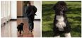 “Our best friend and loyal companion” – Barack and Michelle Obama’s dog, Bo, has died