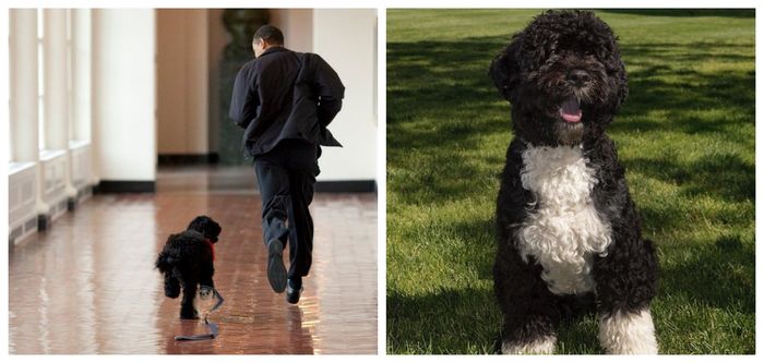 Barach Obama's dog has died