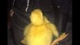 Irish animal charities warning people against buying ducklings from social media