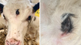 Rare three-eyed cow born on farm in Wales will sadly still be eaten