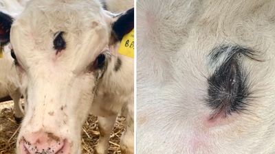 Rare three-eyed cow born on farm in Wales will sadly still be eaten