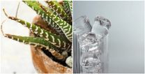 Forever killing your plants? Here’s how an ice cube might just help keep them alive for longer