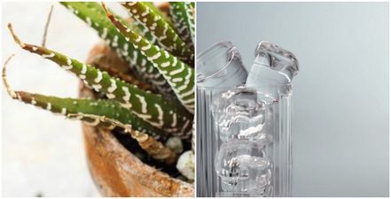 Forever killing your plants? Here’s how an ice cube might just help keep them alive for longer