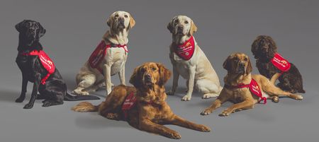 Dogs can detect Covid in under a second, according to study