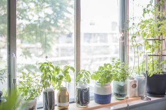 Looking to up your growing skills? Here’s everything you need to know when growing herbs at home