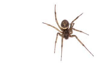 False Widow spider bites on the rise in Ireland