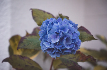 Life hack: How to fix wilting hydrangeas and get another week out of your flowers