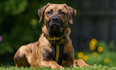Dogs Trust seeking loving home for Mastiff with ‘Wobblers Syndrome’