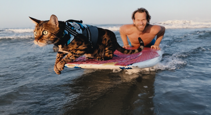 Netflix’s new Cat People documentary is going down a storm