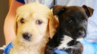 Puppies rescued from back of 20 degree van in heatwave