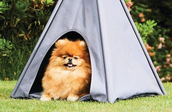 Aldi is selling an outdoor teepee for your dog