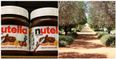 Yikes – turns out our Nutella addiction is having some pretty dire ecological consequences