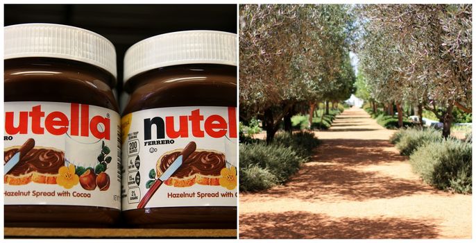 Nutella harming Italy's eco system