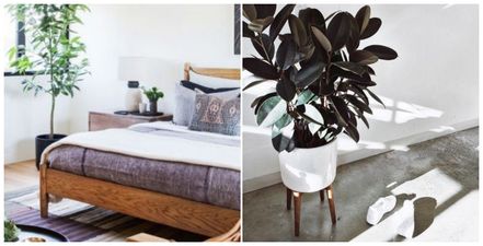 Waking up tired? The 5 houseplants that can help you get a better night’s sleep