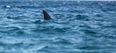 Man dies following shark attack in Australia