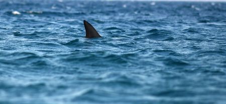 Man dies following shark attack in Australia