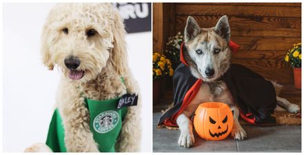 10 seriously paw-some Halloween costumes for dogs – because you know you want to