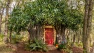 Winnie the Pooh’s hundred acre wood cottage is on Airbnb now
