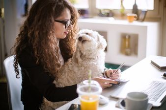 Dogs Trust encourages Irish workplaces to allow dogs in offices