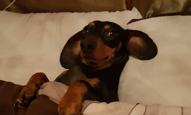 Dublin woman’s beloved dog “tortured and thrown into canal”