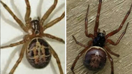 National Poisons Information Centre issue warning over false widow spiders