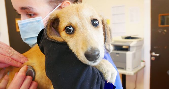 A DSPCA worker holds a lurcher puppy in her arms.