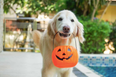 We asked an expert on how to ensure your cats and dogs aren’t spooked this Halloween