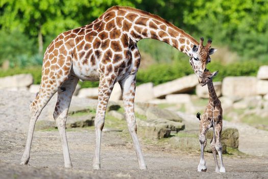 a mother and baby giraffe at Dublin Zoo.