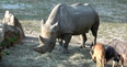 The world’s oldest white rhino has died in Italy
