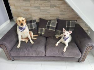 Donegal man banned from owning dogs for five years after neglect