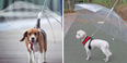 Dog owners are going crazy for this Dublin man’s pet umbrellas