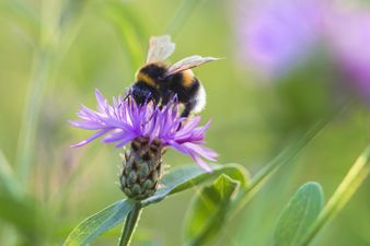 COMPETITION: Help save bees in Ireland AND win some amazing prizes at the same time